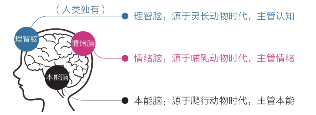 3重大腦，取自「認知覺醒」